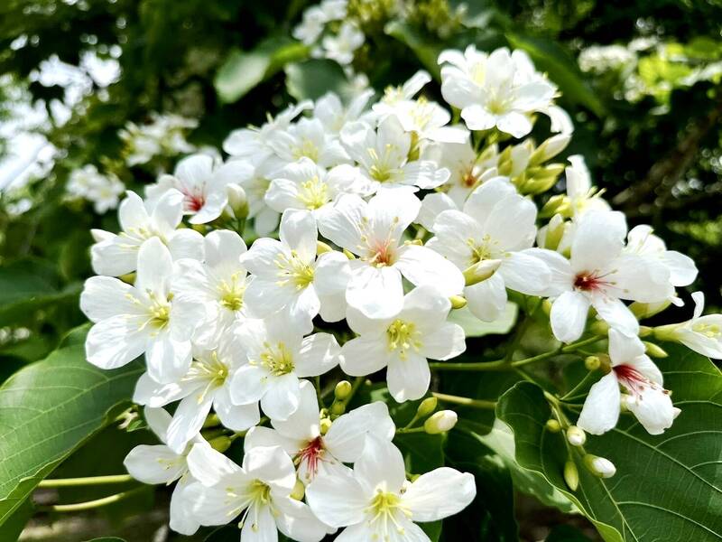 四月雪!雨水滋潤台南梅嶺桐花開