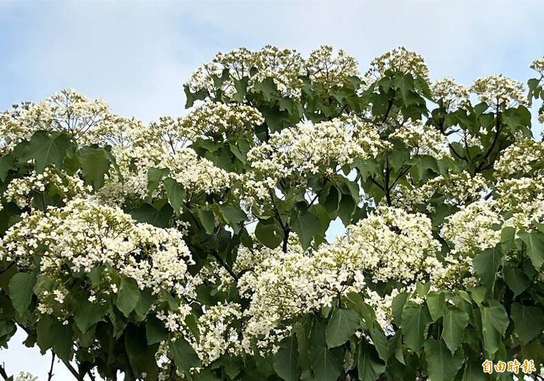 竹縣桐花祭4/18開跑 5鄉鎮浪漫小旅行體驗客庄魅力