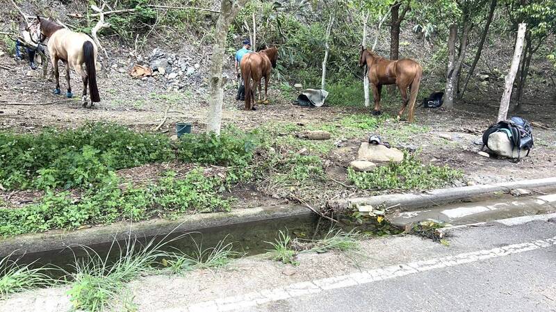 正港「馬路」!苗栗南庄3人騎馬當街奔馳 警方獲報制止