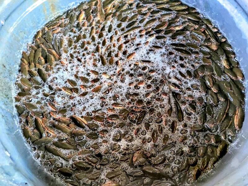 除不完的惡霸2-2》「湖中惡霸」前仆後繼 專家:釐清新強勢種食性防治