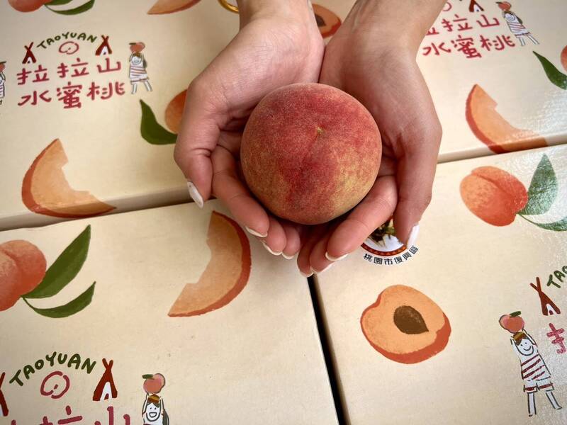 桃園拉拉山「媽媽桃」產季到 4/13起預購開跑