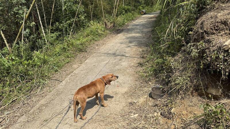 「小嵐山」8犬對群猴!台東金針山農民防猴害 「狗傭兵」護竹見效