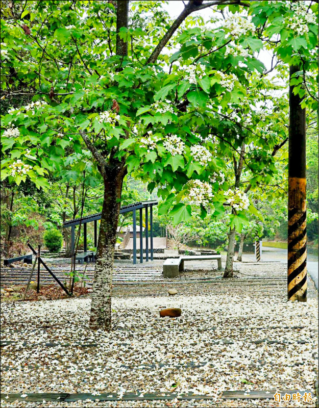 彰化八卦山桐花開 挑水古道飄4月雪