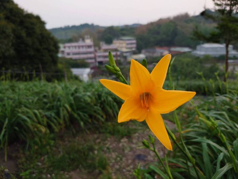 破紀錄!彰化虎山巖金針花今首開16朵 母親節最壯觀