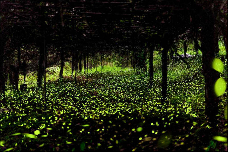 降雨不足 高雄那瑪夏賞螢季延長至5月3日