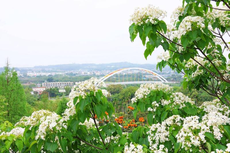 嘉市圓林仔桐花災後復育 桐花祭4/18、19登場