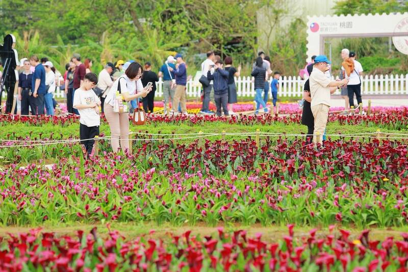 桃園彩芋季17天湧120萬人次 台七繡球金針農遊趣接棒