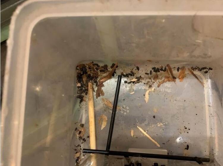 逆轉！東區「滿月甜甜圈」遭爆老鼠亂竄 閃辭員工誹謗慘賠70萬