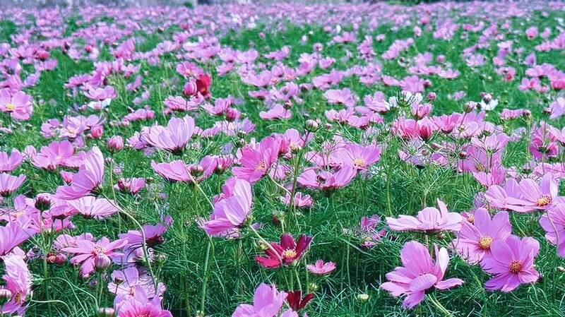 「竹北陌上花開季」4/18起鳳岡登場 打卡抽限量白沙屯媽祖結緣壓轎金