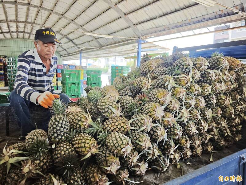 中國「不講武德」、突祭禁令 鳳梨農:感謝政府助拓日本市場