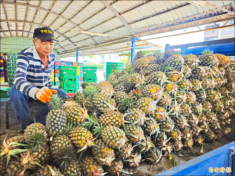 關廟鳳梨進入產季，農民全力供貨，拓展內、外銷市場。（記者吳俊鋒攝）