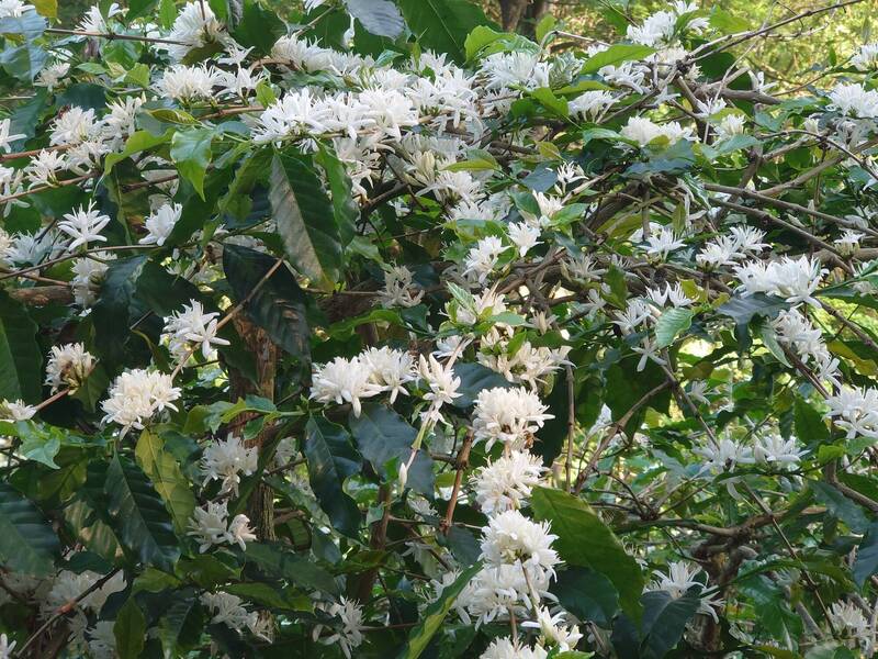 八卦山500棵咖啡樹大爆發 滿山飄「白雪」超浪漫