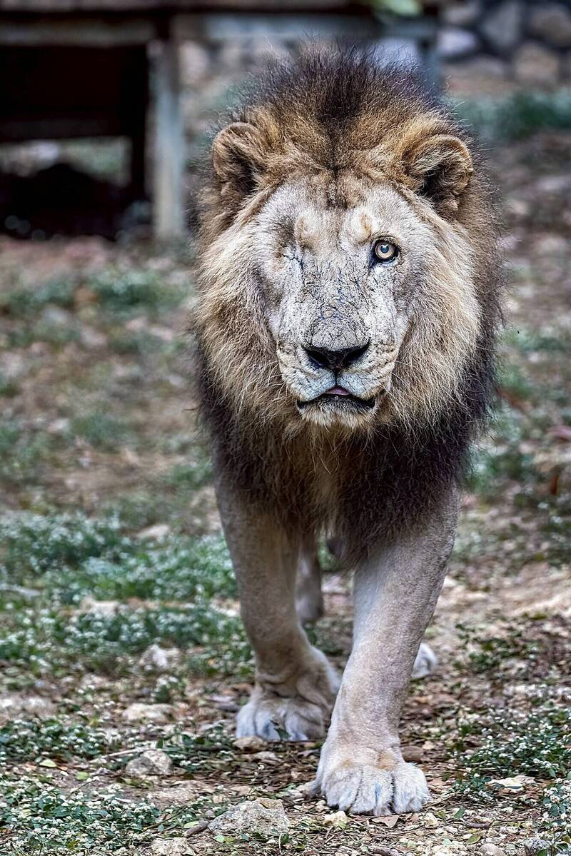 壽山動物園非洲獅「二哥」辭世、享壽23歲。（壽山動物園提供）