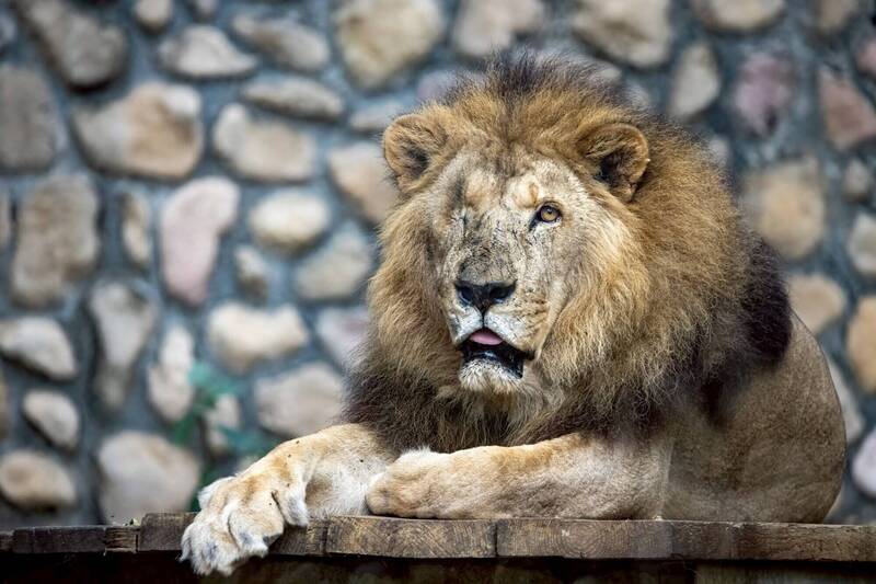壽山動物園23歲非洲獅「二哥」辭世 相當人類百歲高齡