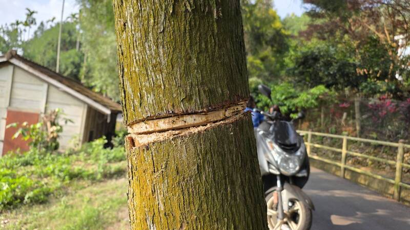 疑有殺樹惡客 埔里哲學步道30年肖楠慘遭「環狀剝皮」