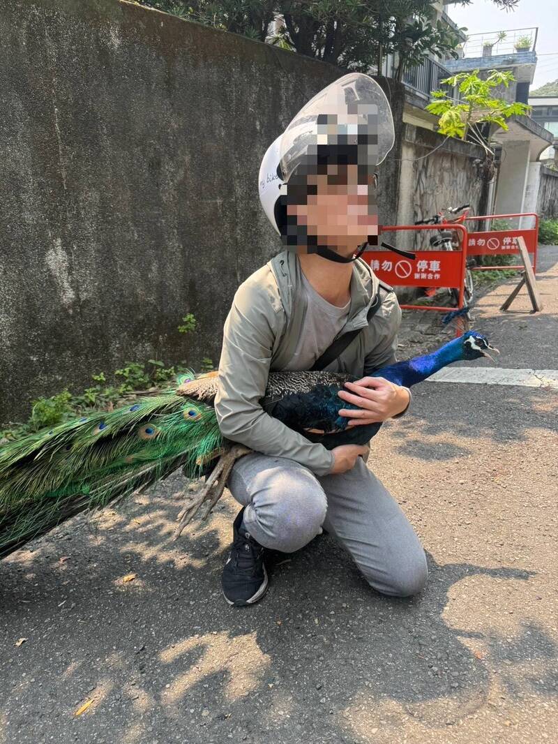 北市街頭驚見孔雀趴趴走 熱心民眾抱緊再報警