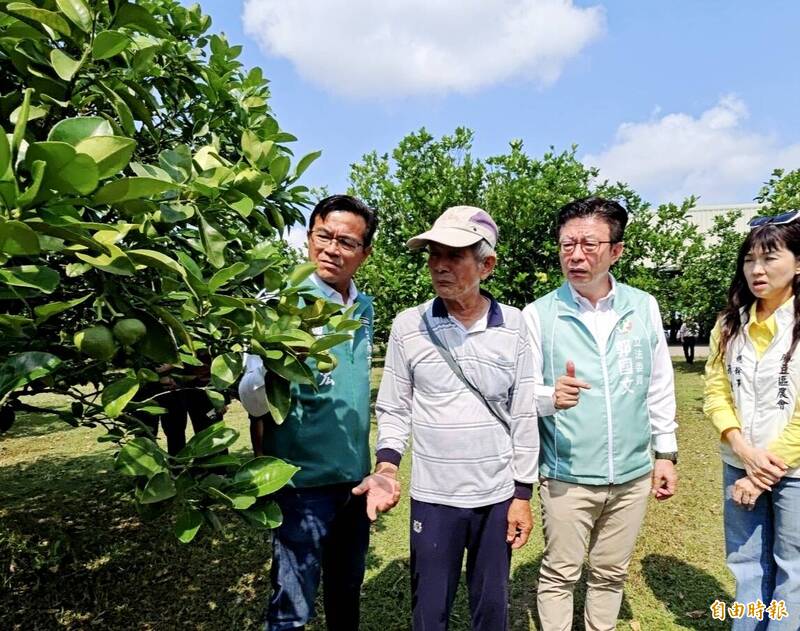 颱風、少雨...台南文旦著果差 恐連2年受災