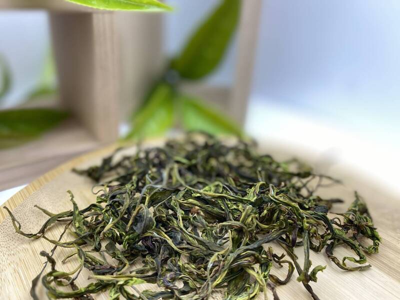 「台茶24號山蘊」改製烏龍茶 茶改場：GABA含量優於市售產品