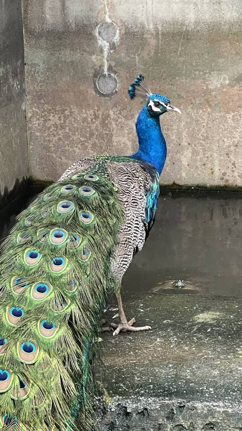 出沒北市士林、北投山區藍孔雀 動保處暫安置待飼主領回