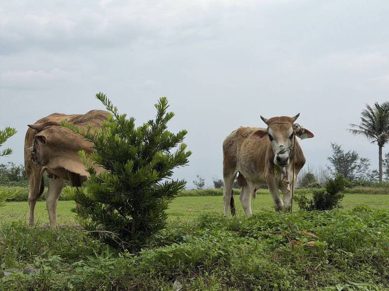 台東「海牛」登陸闖市集 警員險被牛撞