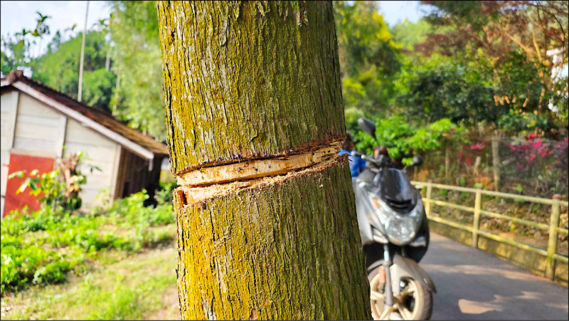 埔里哲學步道2棵30年肖楠 慘遭環狀剝皮