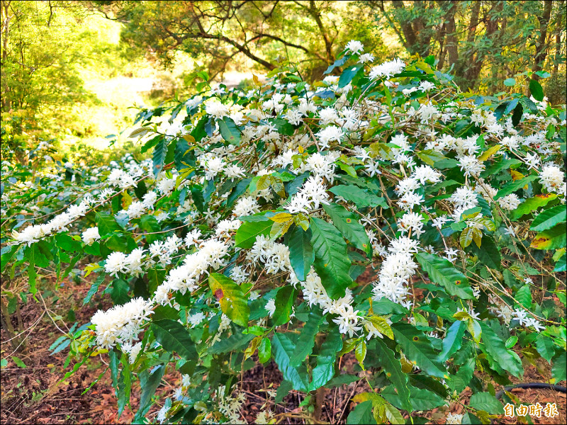 八卦山逾500棵咖啡樹 雪白花開7成