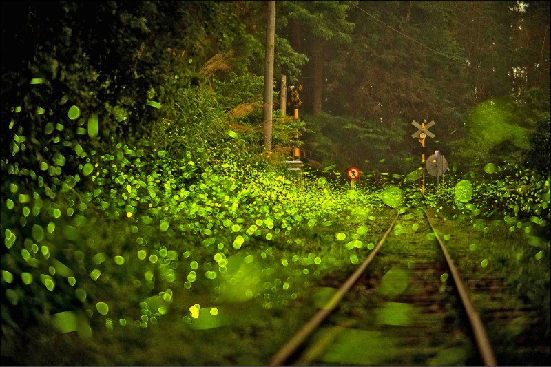 嘉縣賞螢23處秘境 11處推出導覽