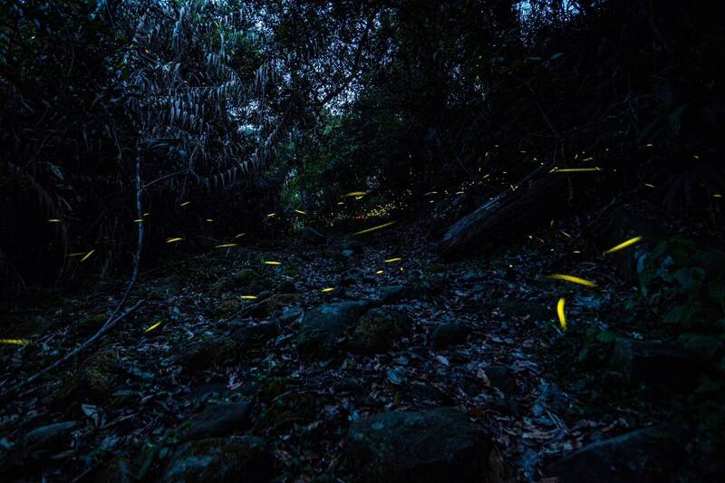 春夜追光 梅嶺賞螢最佳觀賞至5月初