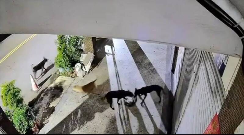 「3黑1黃」汪汪隊?台中疑有人訓練獵犬群 暗夜獵殺流浪貓