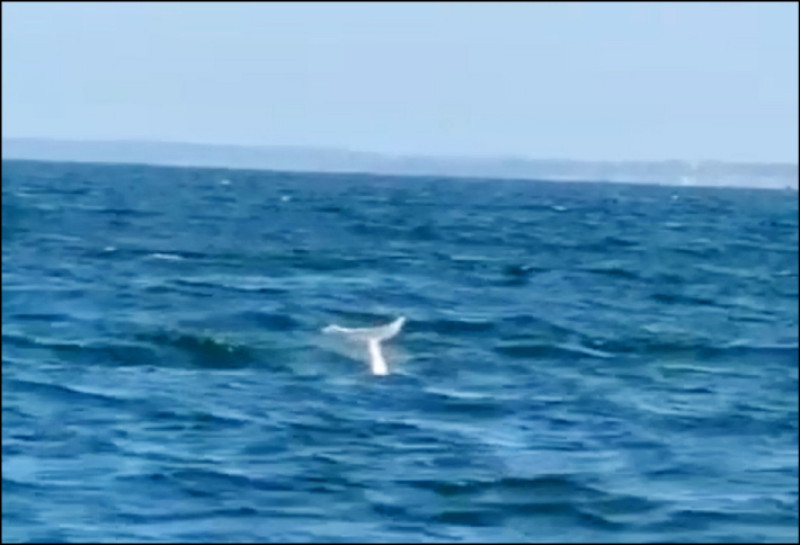 影像首曝光 安平外海拍到中華白海豚