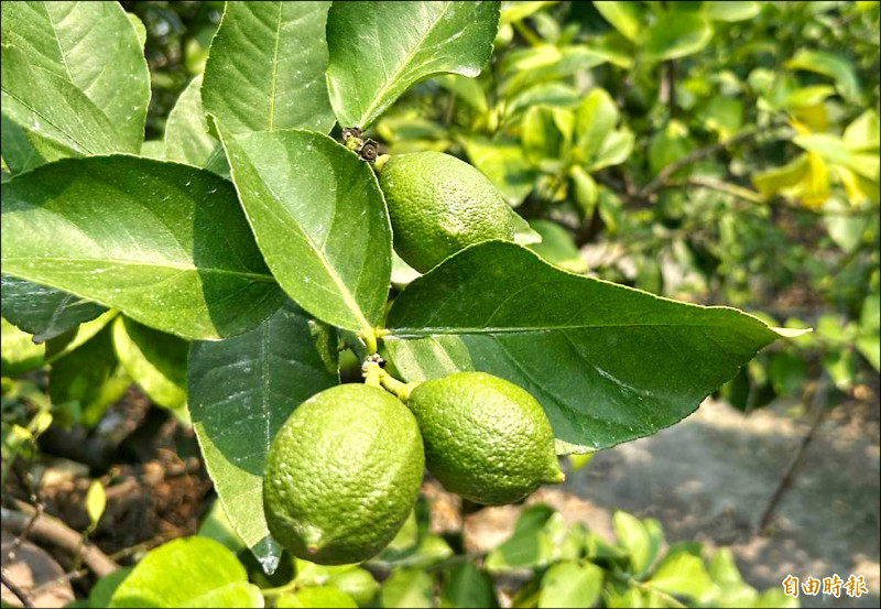 颱風害產量減半 檸檬1台斤逾70元