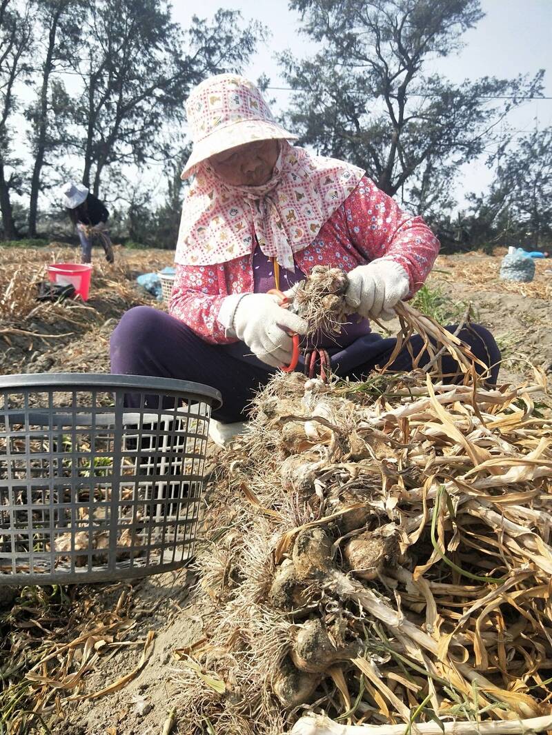 百元玩翻「蒜鄉」!採蒜、嗑香腸再吃大蝦