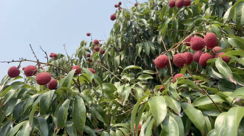 台東荔枝早半月成熟 結實纍纍鮮紅欲滴