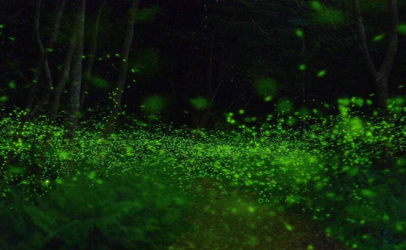 惠蓀林場賞螢季4/17登場 星光票只要50元