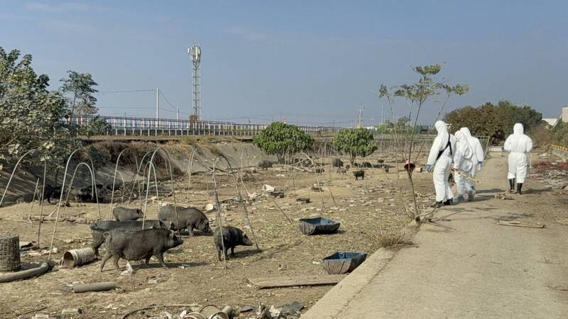 違規廚餘養豬屢勸不聽 嘉縣新港養豬戶被罰346萬