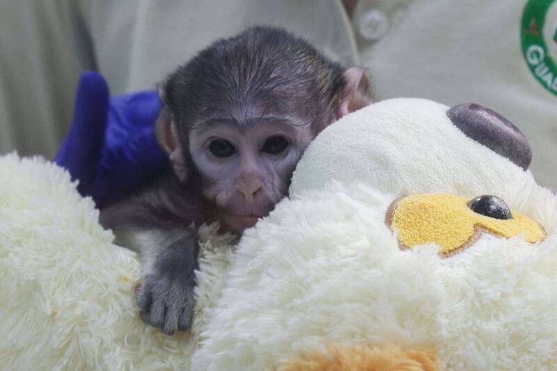 日本Panchi翻版!墨西哥赤猴寶寶遭遺棄 緊抱絨毛狗尋母愛