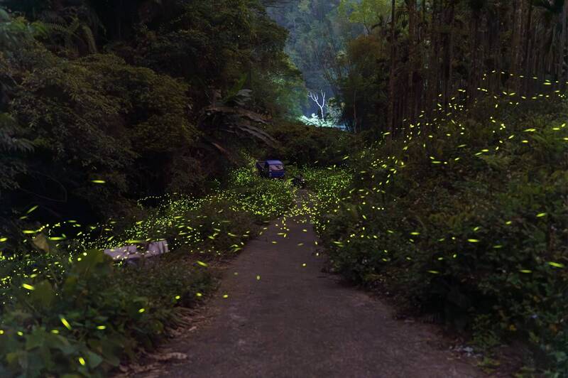 南投信義賞螢吃布農烤大豬 潭南部落「螢」河夜遊