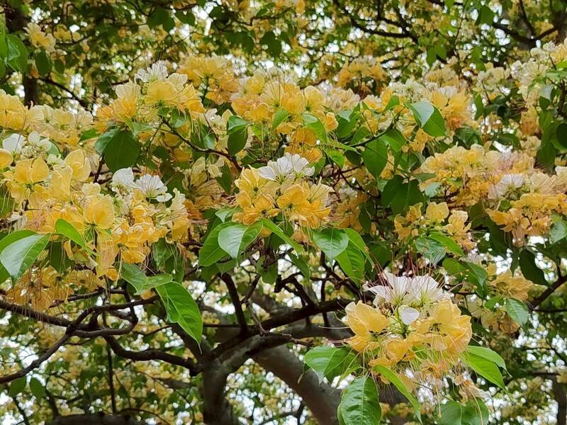 「加羅林魚木」大爆花！台北街頭喜見5層樓高超美樹王