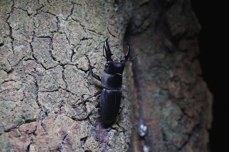 奧萬大推昆蟲標本營隊 為「窗殺」屍體延續生命價值