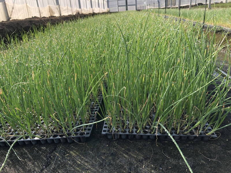 種苗場導入洋蔥穴盤育苗技術 發芽率提高到逾8成