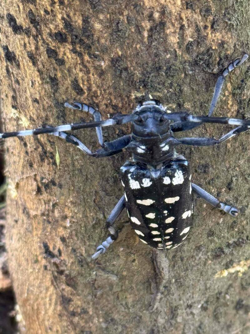 「果園殺手」斑星天牛出沒 屏東檸檬農需提高警覺