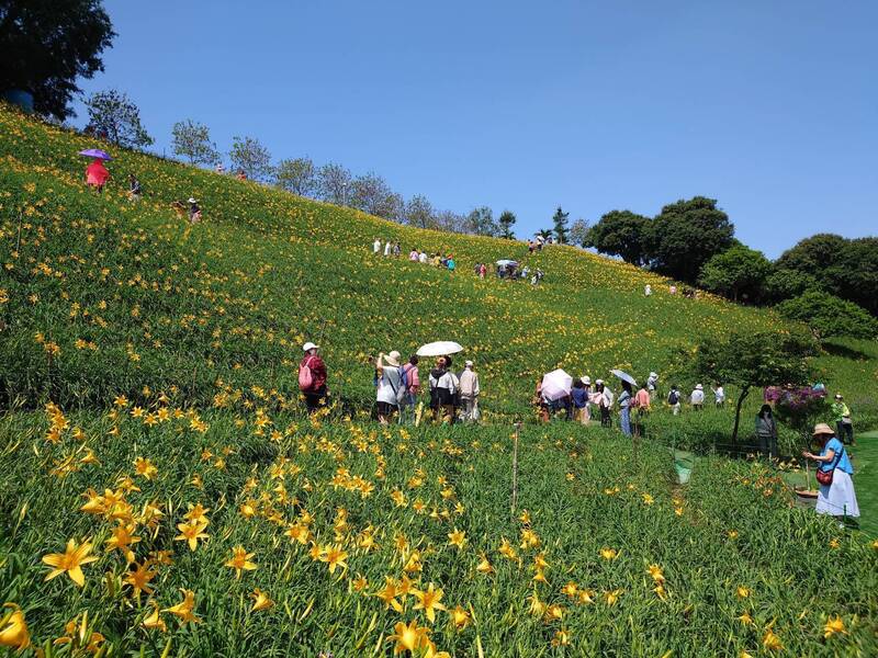 彰化虎山巖金針花狂爆25萬朵滿山金黃花海 5千遊客賞花