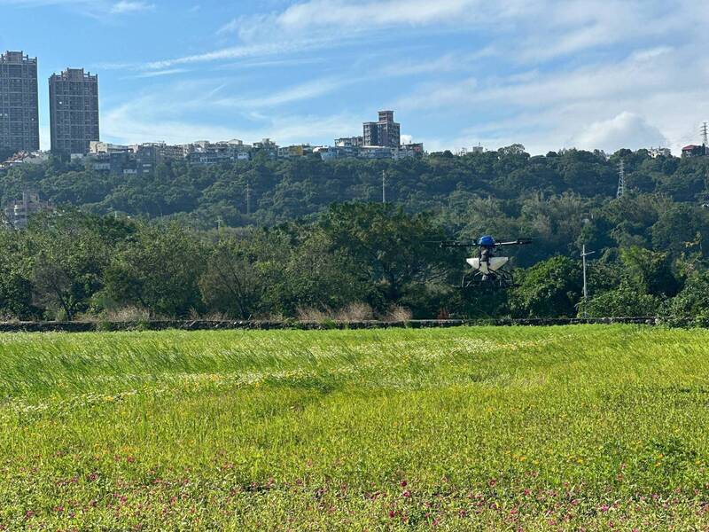 桃園市紅火蟻發生率降至15.5％ 議員憂三不管地帶成通報漏洞