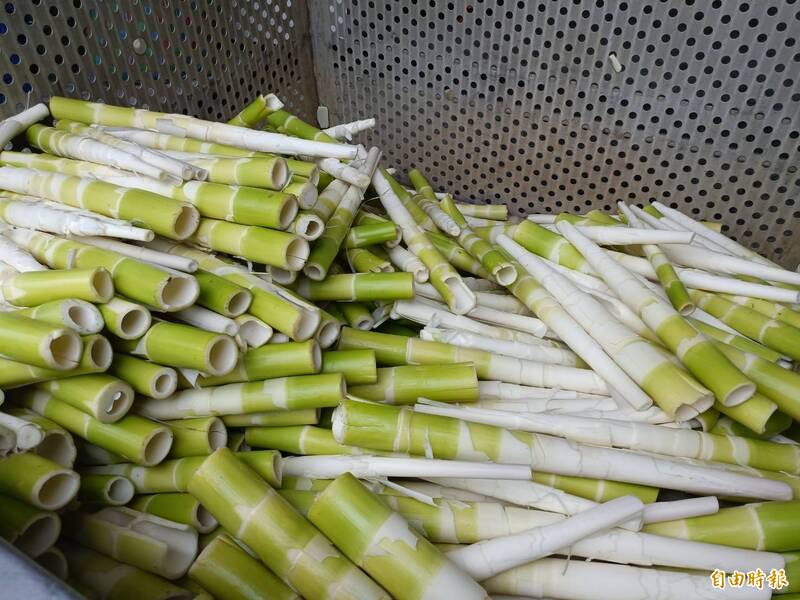 一掃前2年陰霾 苗栗及時雨助攻桂竹筍產量大爆發
