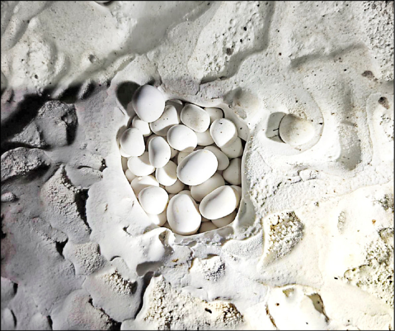 高雄駱駝山戰備坑道 罕見百年鐘乳石珍珠