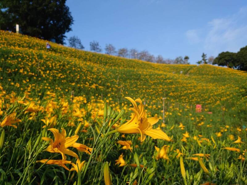 金針花之亂！彰化虎山巖金針花遭踩爛 園主求：賞花不踩花