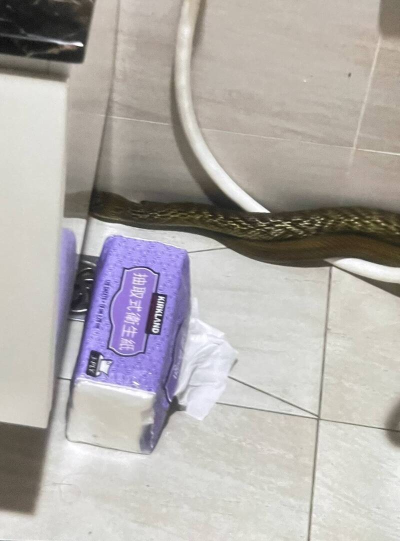 馬桶驚見「蛇」出來 嘉市捕蜂捉蛇隊出動