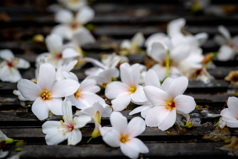 新北油桐花盛開 土城3處景點就近賞五月雪