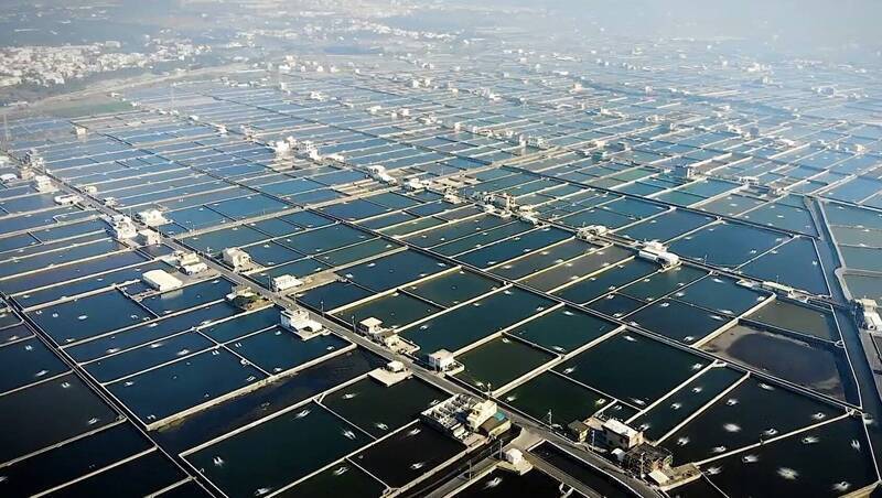 養殖魚苗放養申報將到5月底截止 漁業署：須申報才可領天災救助