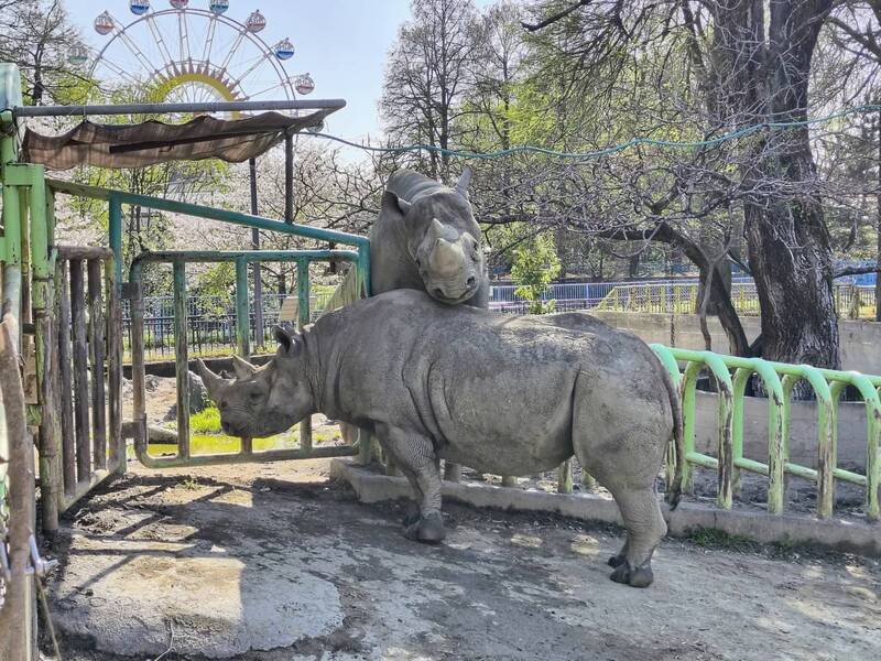 驚！日本動物園逾1噸重犀牛衝撞飼養員 釀顱骨、頸椎骨折